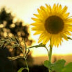 Meet your Posher, Deondra